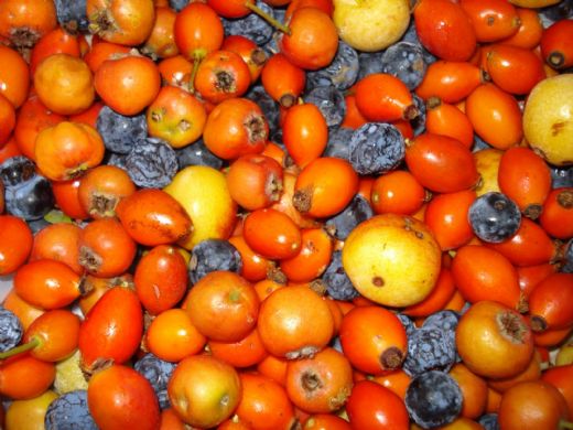 Kuşburnunun Zararları Nelerdir?