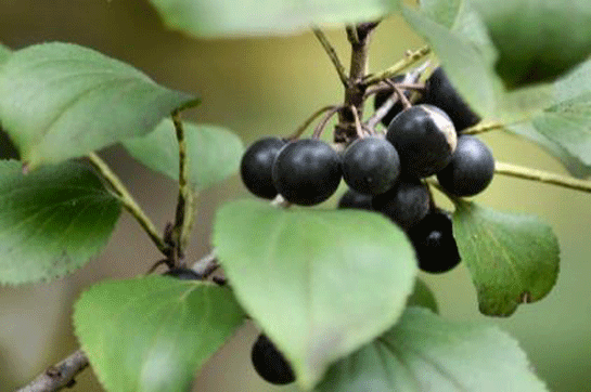 Acı Çehre Tohumu Zararları