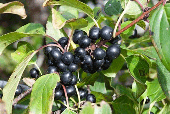 Acı Çehrenin Zararları