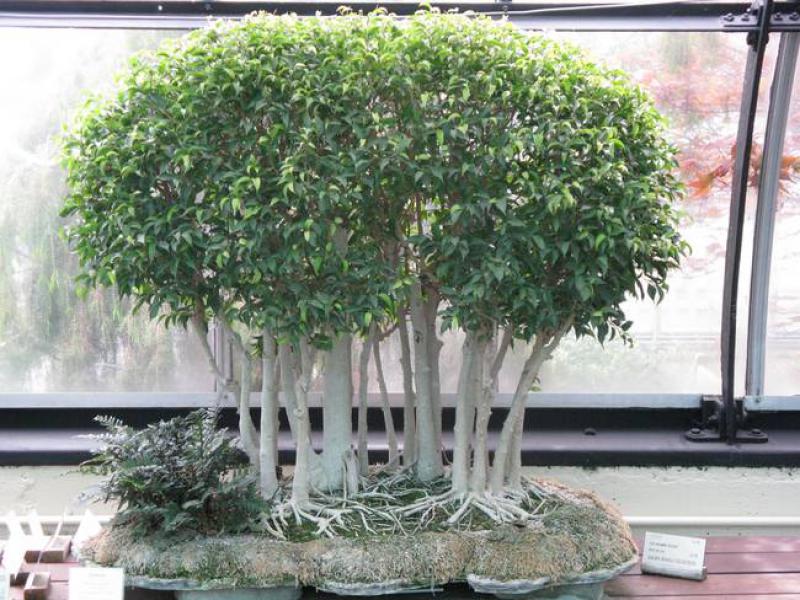 Bonzainin Zararları Nelerdir?