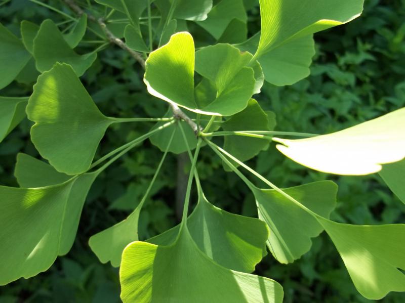 Ginkgo Biloba Zararları Nelerdir?