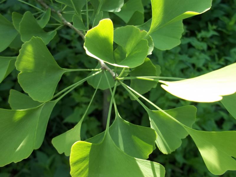 Ginkgo Biloba Zararlar