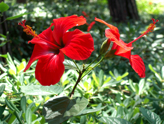 Hibiskus Zararlar