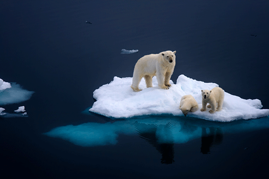 Küresel Isınmanın Zararları Nelerdir?