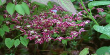 Epimedium Zararları