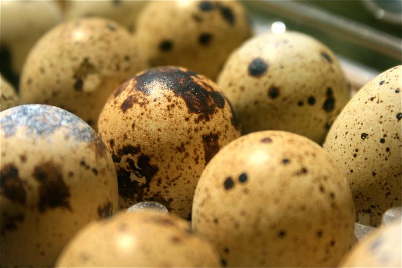 Öksürük için bıldırcın yumurtası nasıl yapılır